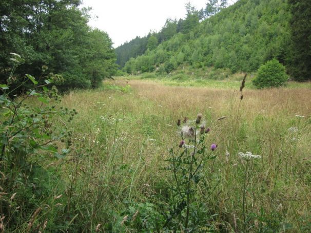 Grünlandbrache